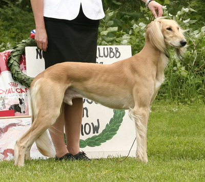 rotvoll_saluki_bis1 rotvoll_saluki_bis1