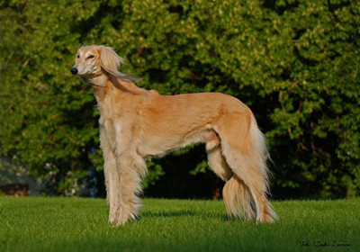 Hisilome's Chester, Född 1998-10-16, Ägare: Mary-Ann Axelsson