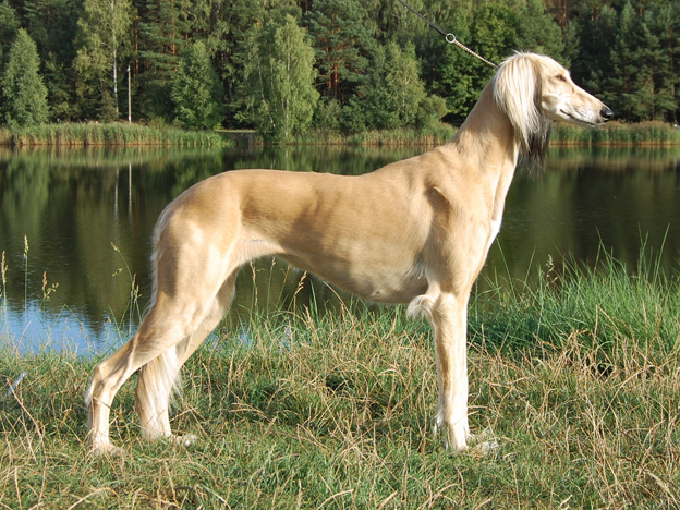 EUS_Winner_Polen_2012