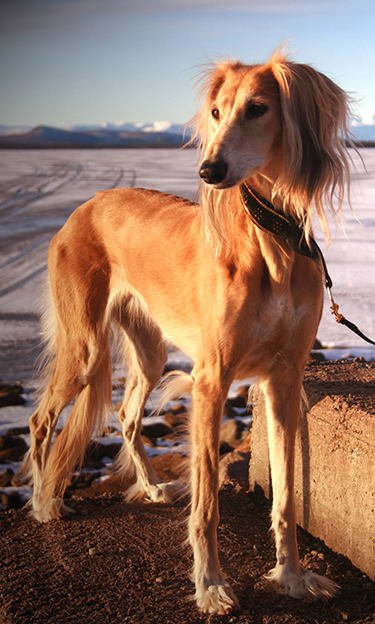 gilda_11ar gilda_11ar