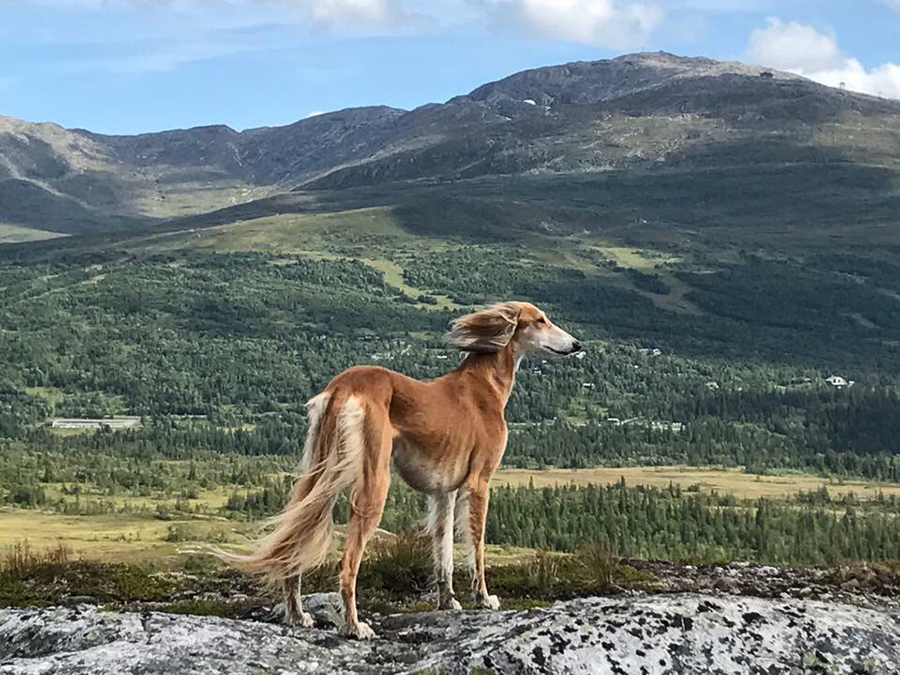Canapus Yasirah, foto Dick Jansson, ägare Maria Jansson