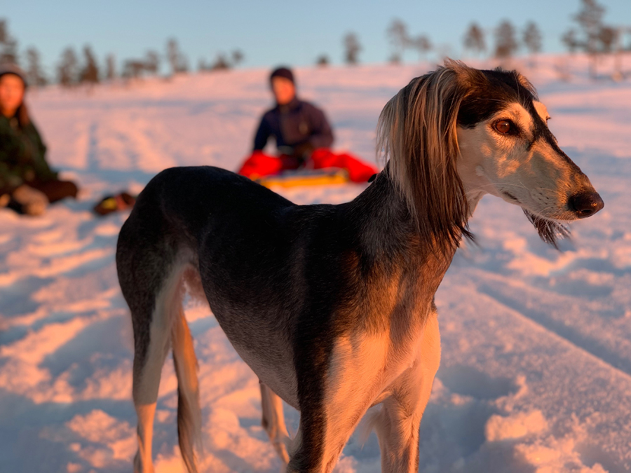 SE LCCH Xass Farah Grace, ägare och foto Patrik Samuelsson