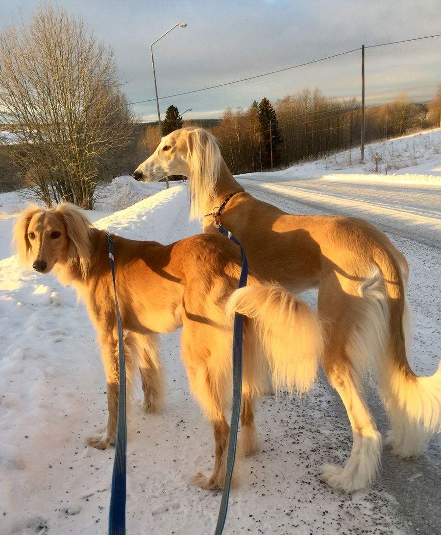 Ibriz Dahrius och Abu Al Khayar Keifer. Ägare & foto Lena Manneby
