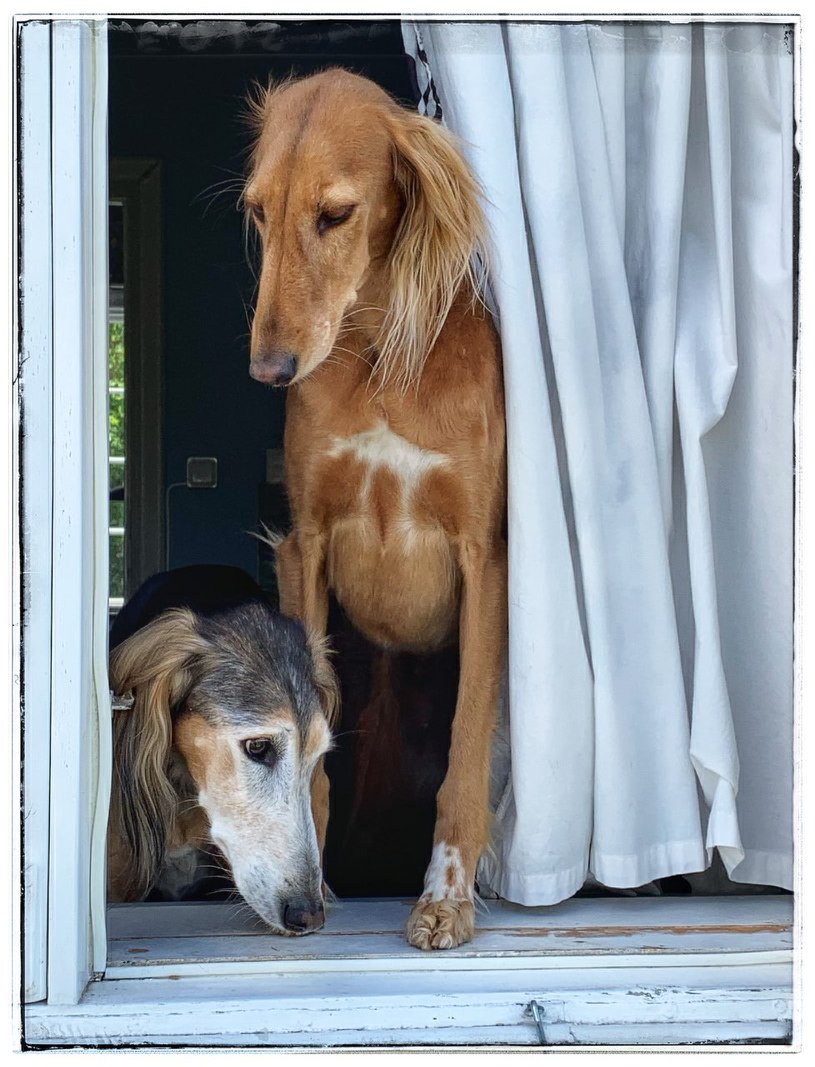 202006 Badavie Juanita la Luna och Badavie Yanelle, ägare Ann-Christine Björnberg, foto Lars Wagnert