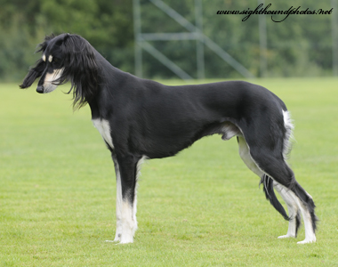 Svart & Silver