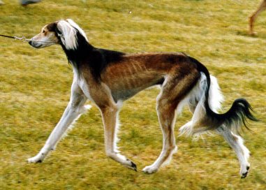 Grizzle fawn