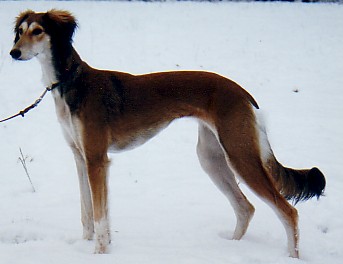 Grizzle röd