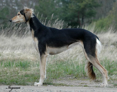 Grizzle svart